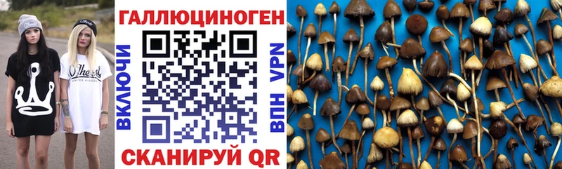 закладки  darknet состав  Псилоцибиновые грибы мицелий  Апшеронск 